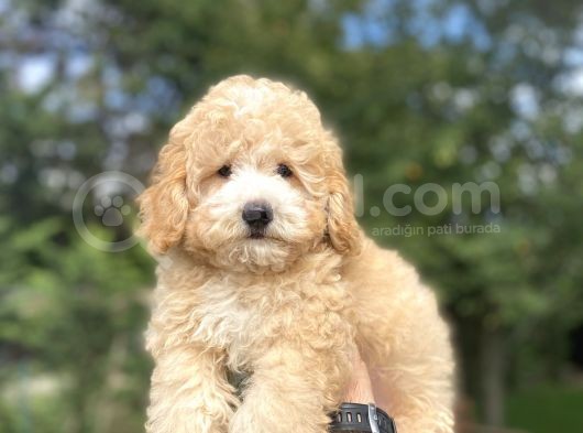 Uygun Party Colour Poodle Bebeği̇mi̇z görsel