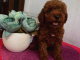 Aşılı Pasaportlu ToyPoodle Bebeklerimiz
