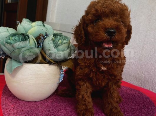 Aşılı Pasaportlu Toypoodle Bebeklerimiz