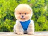 Orji̇nal Pomerani̇an Boo Yavrumuz Gelmi̇şti̇r