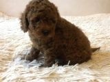 Red -Apricot Toy Poodle Yavrular