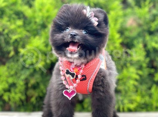 Orji̇nal Pomerani̇an Boo Yavrumuz Gelmi̇şti̇r görsel