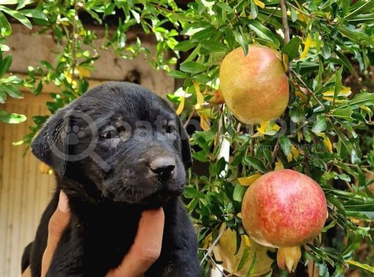 Labrador Yavrular görsel
