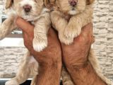 Maltipoo Yavrular