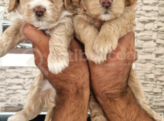 Maltipoo Yavrular