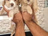 Maltipoo Yavrular
