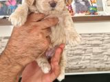 Maltipoo Yavrular