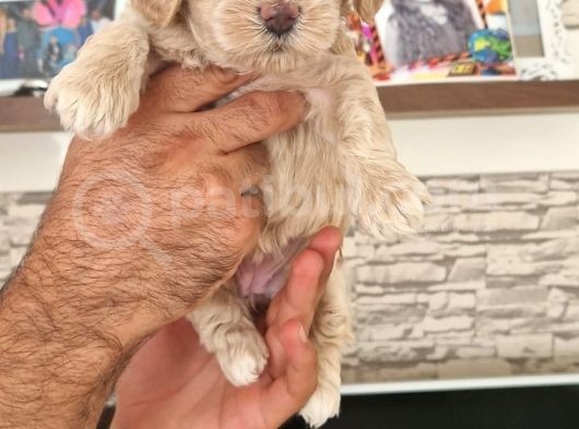 Maltipoo Yavrular görsel