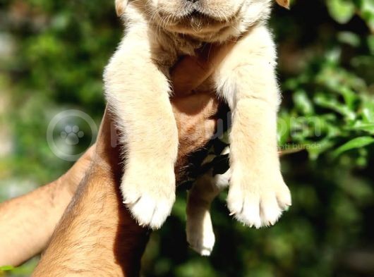 Labrador Yavrular görsel