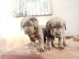 Blue Cane Corsa Yavrular