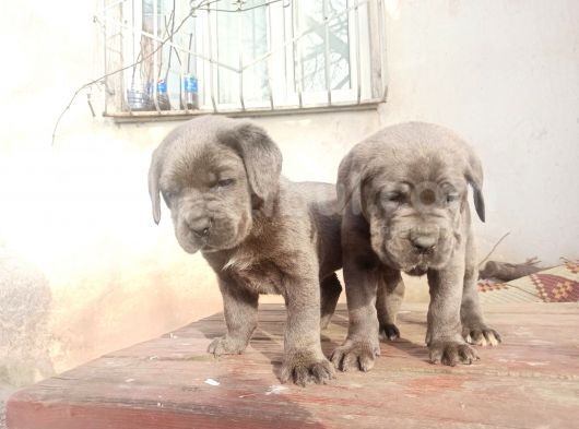 Blue Cane Corsa Yavrular görsel