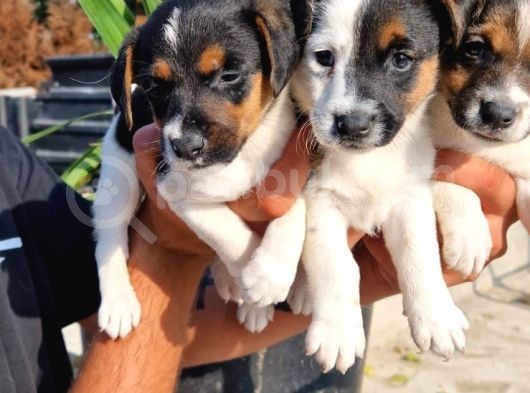 Jack Russel Yavrular görsel