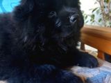 Siyah Chow Chow Yavrular
