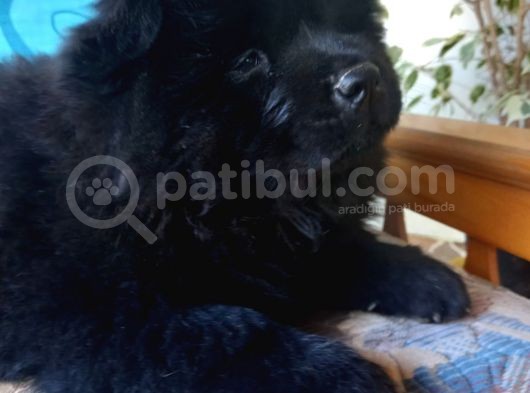 Siyah Chow Chow Yavrular görsel