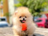 Orji̇nal Pomerani̇an Boo Yavrumuz Gelmi̇şti̇r