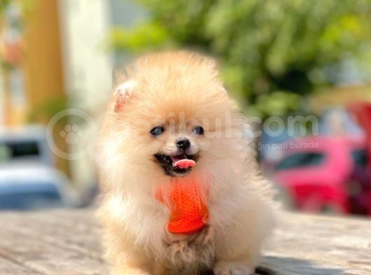 Orji̇nal Pomerani̇an Boo Yavrumuz Gelmi̇şti̇r görsel