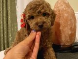 Aşılı Pasaportlu Toypoodle Bebeklerimiz