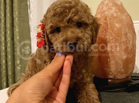 Aşılı Pasaportlu Toypoodle Bebeklerimiz görsel