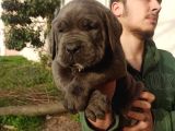 Blue Cane Corsa Yavrular