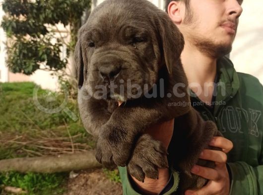 Blue Cane Corsa Yavrular görsel