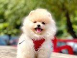Orji̇nal Pomerani̇an Boo Yavrumuz Gelmi̇şti̇r
