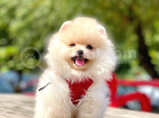 Orji̇nal Pomerani̇an Boo Yavrumuz Gelmi̇şti̇r görsel