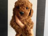 Minnoş ToyPoodle Yavrularımız