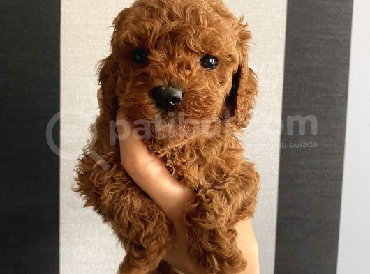 Minnoş Toypoodle Yavrularımız