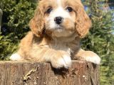 Gerçek Malti̇poo Di̇zayn Irk Bebekler