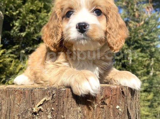 Gerçek Malti̇poo Di̇zayn Irk Bebekler