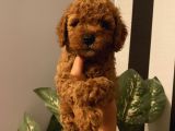 Aşılı Pasaportlu Toypoodle Bebekler