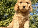 Bebek Suratli Malti̇poo Yavrular Çi̇ftli̇ği̇mi̇zden