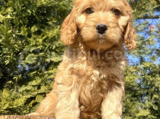 Bebek Suratli Malti̇poo Yavrular Çi̇ftli̇ği̇mi̇zden görsel
