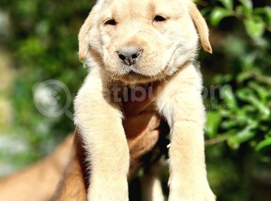 Labrador Yavrular