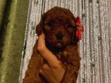 Minnoş Toypoodle Yavrularımız