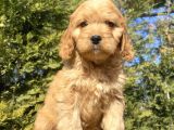Bebek Suratli Malti̇poo Yavrular Çi̇ftli̇ği̇mi̇zden