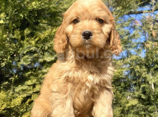 Bebek Suratli Malti̇poo Yavrular Çi̇ftli̇ği̇mi̇zden
