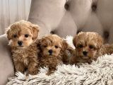 Kıvır Kıvır Bol Tüylü Maltipoo Yavrular
