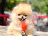 Orji̇nal Pomerani̇an Boo Yavrumuz Gelmi̇şti̇r