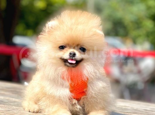 Orji̇nal Pomerani̇an Boo Yavrumuz Gelmi̇şti̇r görsel