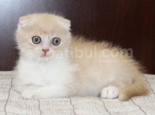 Süper Kali̇te Scotti̇sh Fold Yavrularimiz görsel