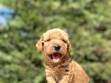 Sevi̇mli̇ Di̇zayn Irk Malti̇poo Bebekler