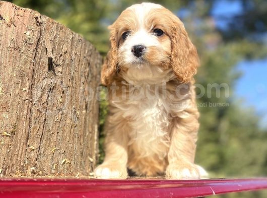 Gerçek Malti̇poo Di̇zayn Irk Bebekler görsel
