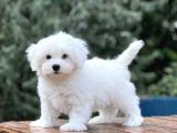 Show Kalite Maltese Terier Bebekler