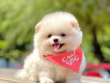 Orji̇nal Pomerani̇an Boo Yavrumuz Gelmi̇şti̇r