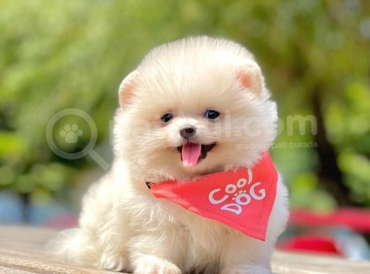 Orji̇nal Pomerani̇an Boo Yavrumuz Gelmi̇şti̇r görsel
