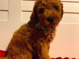 Minnoş Toypoodle Yavrularımız