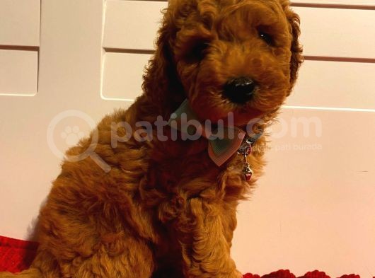 Minnoş Toypoodle Yavrularımız görsel