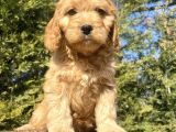 Bebek Suratli Malti̇poo Yavrular Çi̇ftli̇ği̇mi̇zden