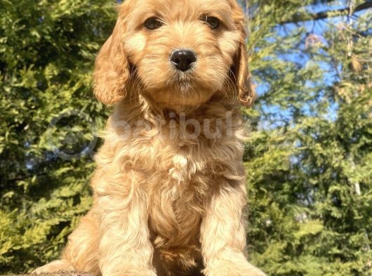 Bebek Suratli Malti̇poo Yavrular Çi̇ftli̇ği̇mi̇zden görsel